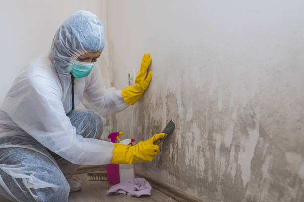 Best Commercial Mold Removal  in Bellefonte, DE