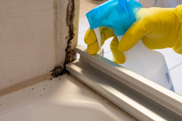 Home Mold Removal in Bellefonte, DE