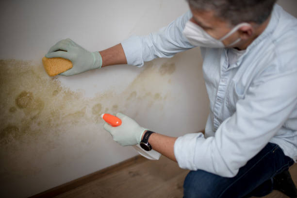 Crawl Space Mold Removal in Bellefonte, DE