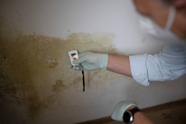 Best Mold Damage Repair  in Bellefonte, DE