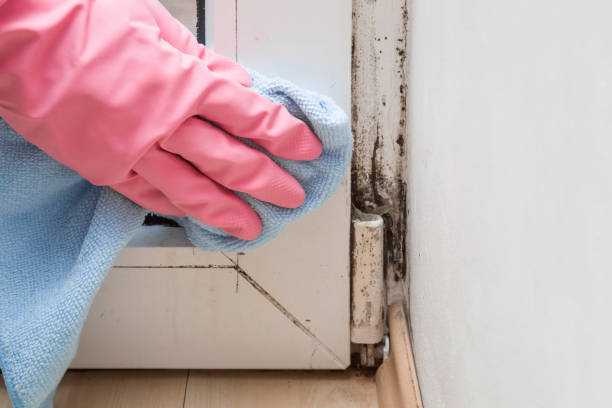 Best Mold Cleaning Services  in Bellefonte, DE