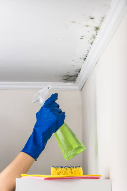 Best Residential Mold Removal  in Bellefonte, DE