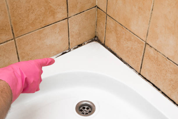 Best Mold Inspection  in Bellefonte, DE
