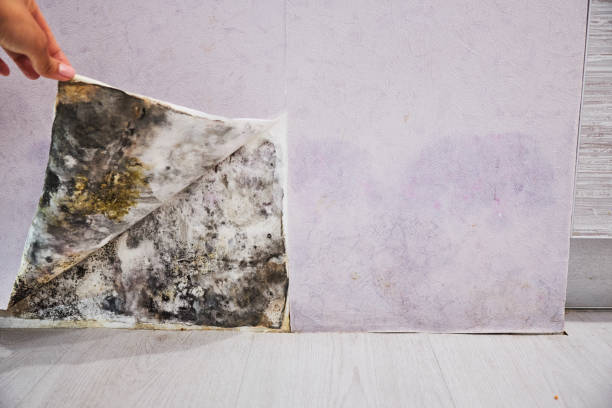 Best Office Mold Removal Services  in Bellefonte, DE